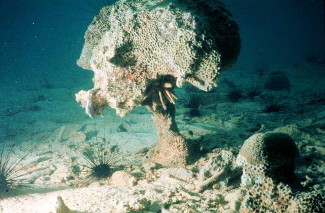 Bioerosion of coral reefs makes them brittle and susceptible to collapse. Picture