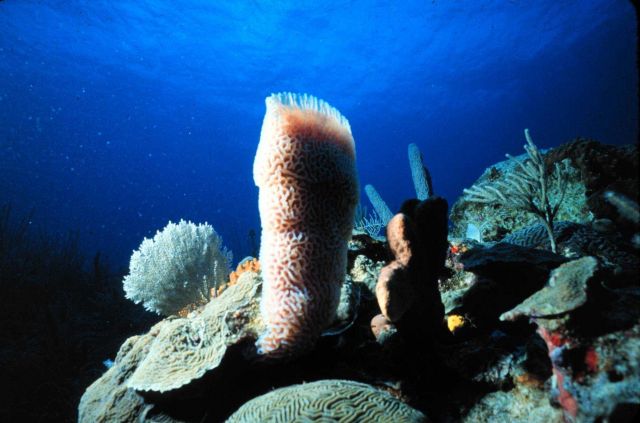Like corals, glass sponges are also partly composed of calcareous material. Picture