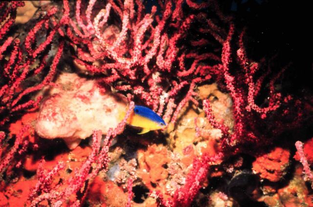 This temperate reef off North Carolina has hard corals and tropical fish. Picture