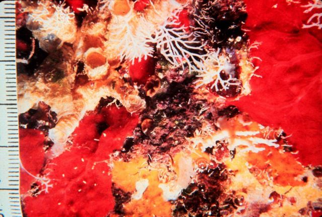 Diversity on cold rocky reefs can also be very high. Picture