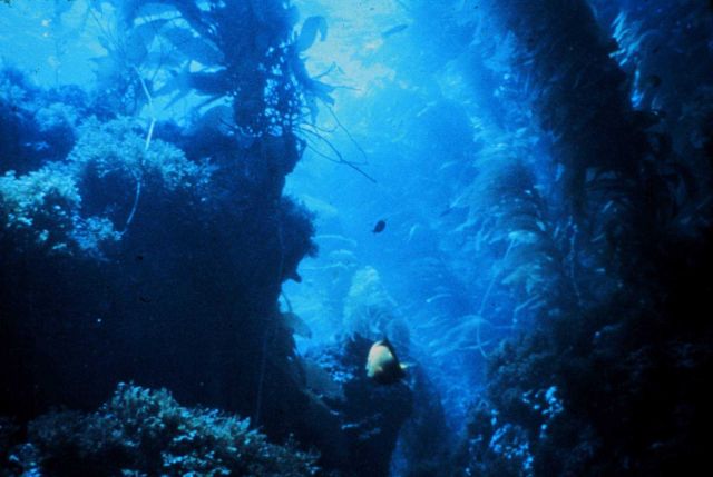 Kelp beds are extremely complex and critical marine habitats Picture
