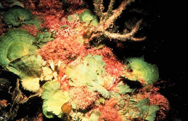 Green, red and brown algae vary seasonally and differ in role as fish food. Picture