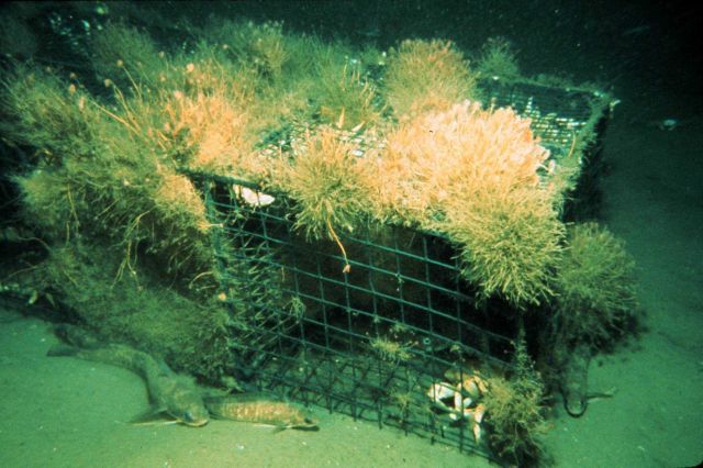 Hake lie near the base of a lost 