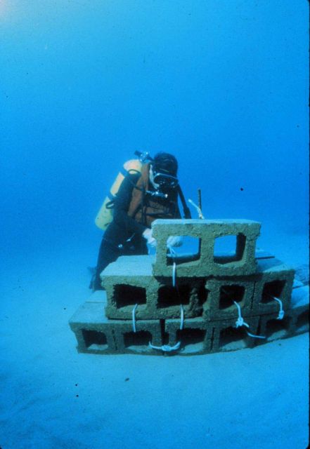 Artificial reefs can increase productivity of sandy bottoms. Picture