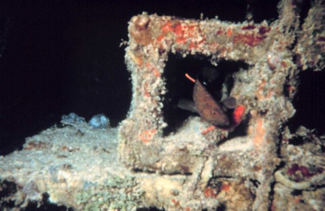 Tagged Graysby grouper inside reef block. Picture