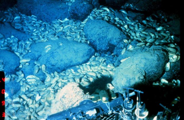 Clam shell bed around a thermal mound in 2800 meters. Picture