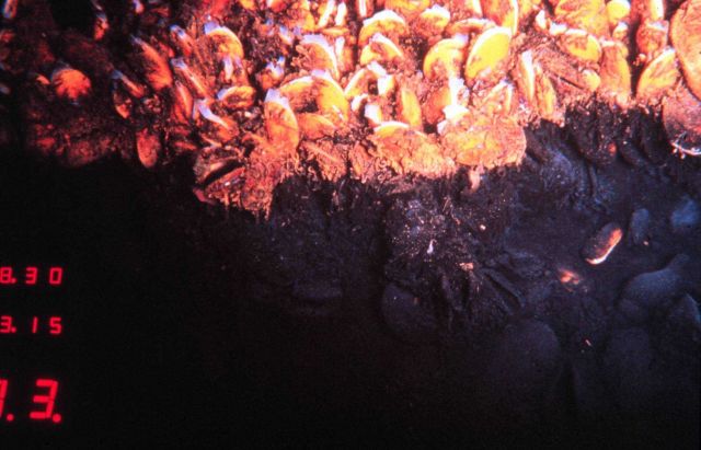 Edge of a brine pool, a super salty pond, populated by mussels at 800 meters Picture