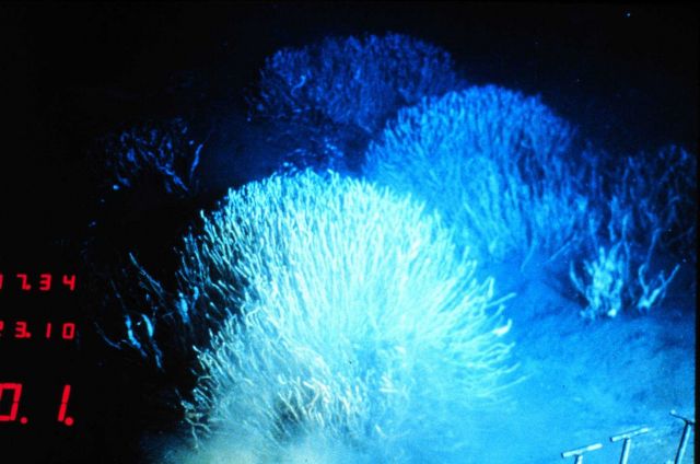 Tube worms living at a Gulf of Mexico hydrocarbon seep are 2 meters long Picture