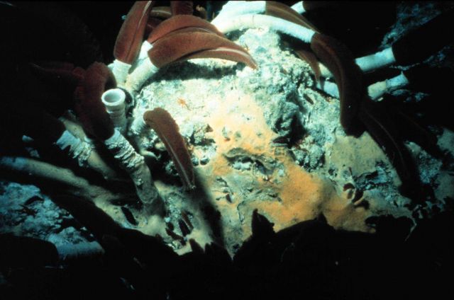 Tube worms at a Pacific hydrothermal vent are related to hydrocarbon seep worms Picture