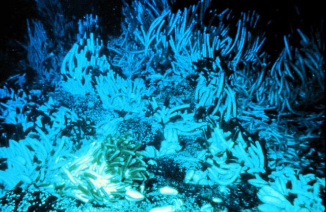 Hydrothermal vent tubeworms get energy from bacteria that live in their plumes. Picture