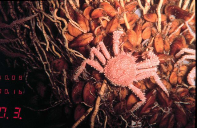 Mussels, worms and a spider crab at a hydrocarbon seep community. Picture
