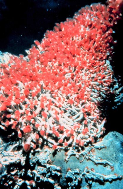 Tube worms feeding at base of a black smoker chimney hydrothermal vent. Picture