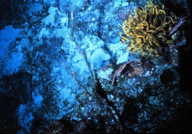 Basket star curled on deep hard bottom off Hawaii. Picture