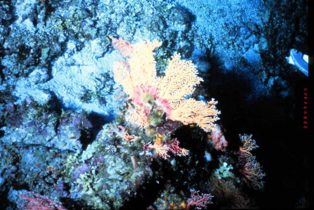 Yellow gorgonian on deep reef off Hawaii. Picture