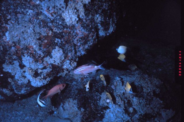 Reef fish, including rosy snappers, occupy a deep limestone reef. Picture