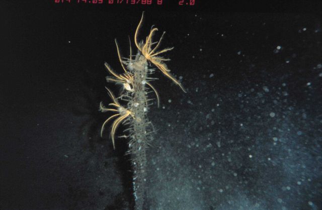 Crinoids and gooseneck barnacles on a dead sponge, over 5000 ft Picture