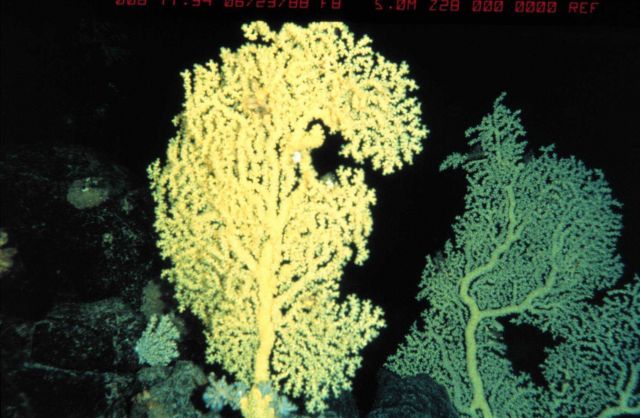 Gold coral on pillow lava in over 1000 ft Picture