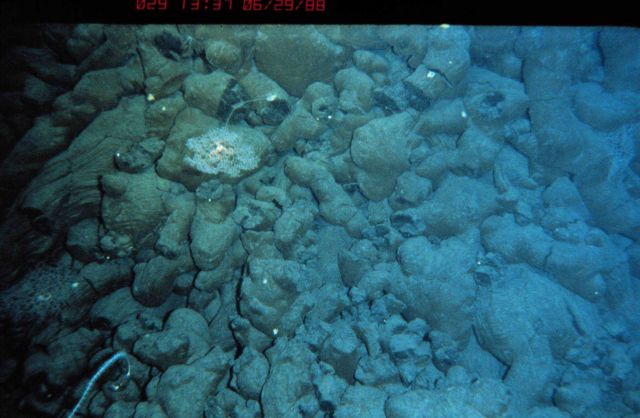 Isolated tufted corals are common on the deep rocky slope off Hawaii. Picture