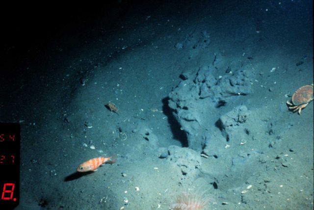 Blackbellied rosefish and rock crab in 1000 ft Picture