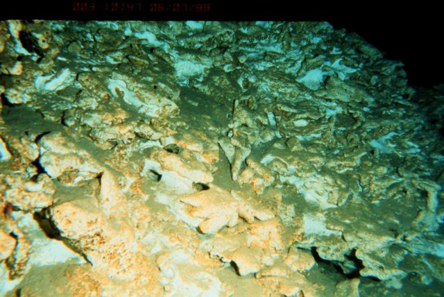Ancient coral reef below 700 meters of water off Hawaii. Picture