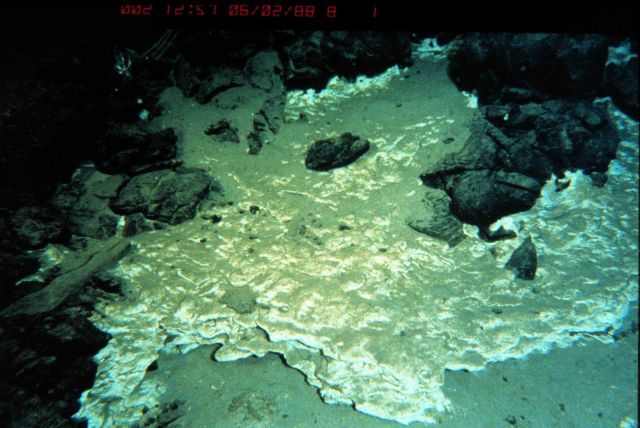 Cemented ash and talus at a depth of 755 m off Hawaii. Picture