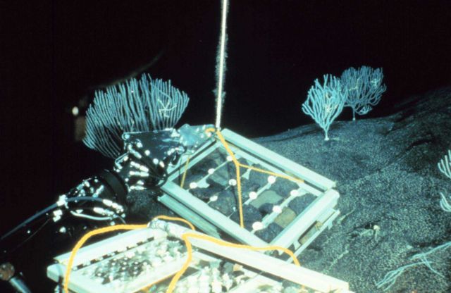 Trays containing rock slabs deployed on ferro-manganese crust at Cross Seamount. Picture