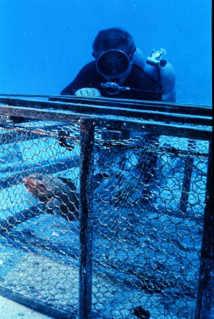 Diver checks the performance of a fish trap used to collect reef fish. Picture