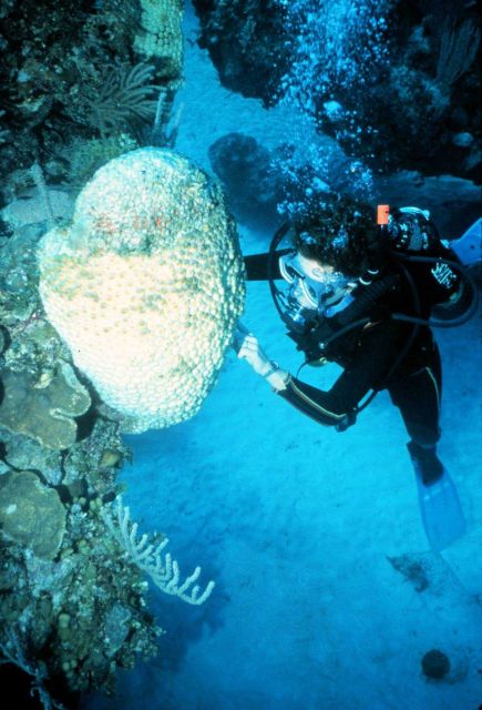 Some sponges have symbiotic algae and can bleach like corals. Picture