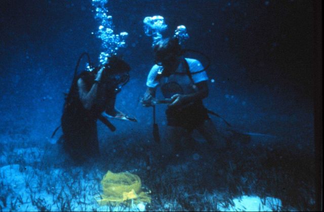 Divers studying conch biology in the Bahamas. Picture