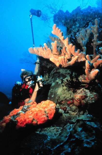 Close-up underwater photography of coral reefs can only be done by divers. Picture
