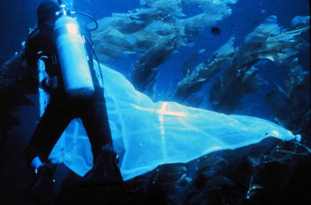 Deploying a plankton net in a kelp forest to collect larval fish. Picture