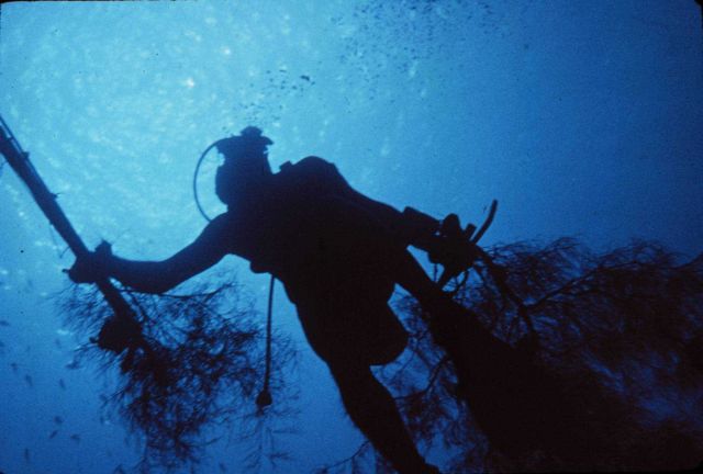 Diver carries samples to the surface. Picture