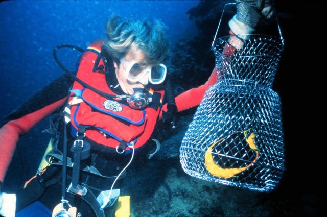 Captured reef fish are tagged and released. Picture