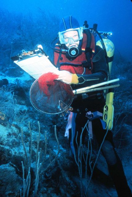 Diver conducts point counts of reef fish. Picture