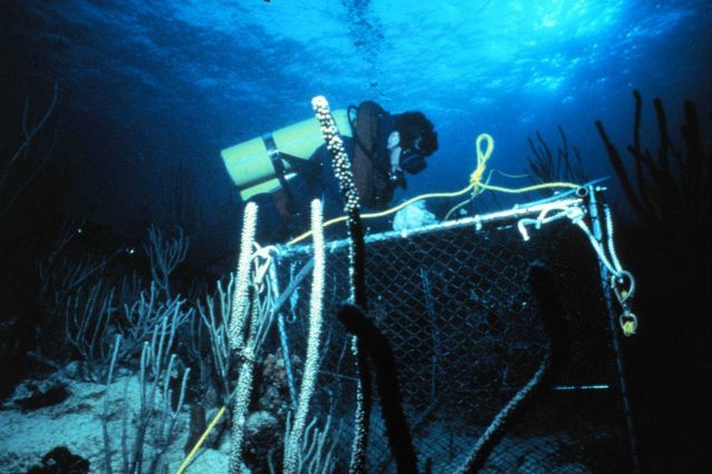 Diver relocates a fish trap used for transplant experiments. Picture