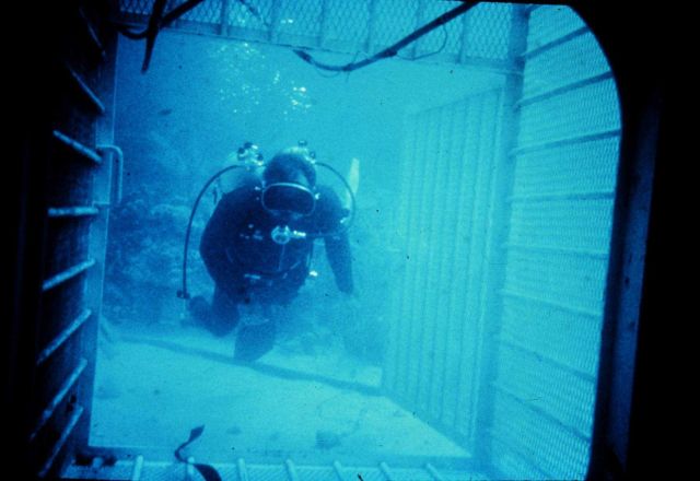 Diver prepares to enter a shark cage. Picture