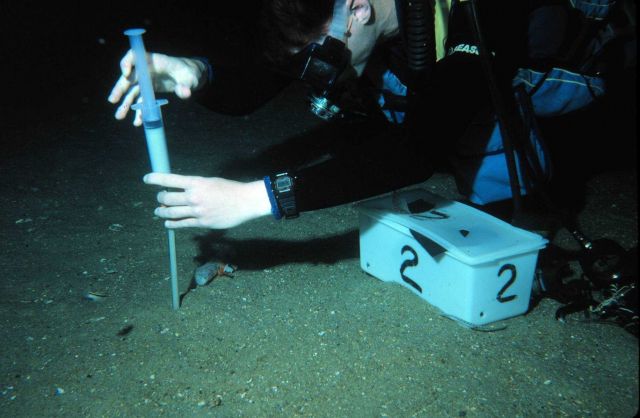 Diver sampling porewater from sands off North Carolina. Picture