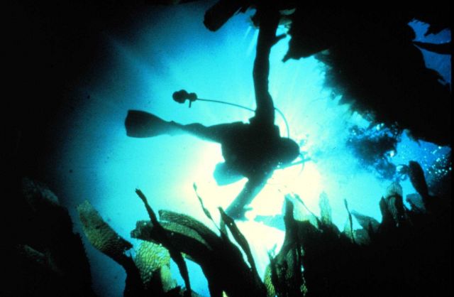 Diver descends through giant kelp bed. Picture