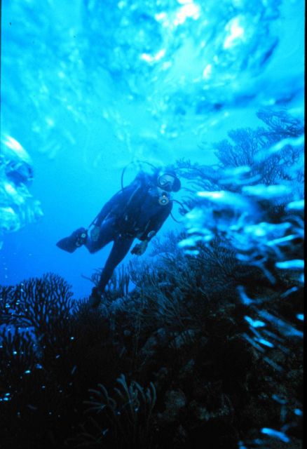 Bubbles frame diver cruising a coral reef. Picture