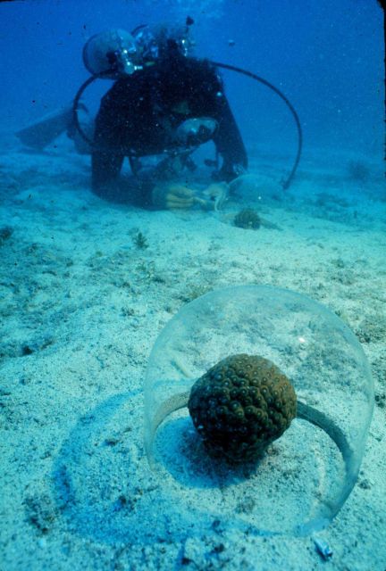 Diver deploys respiration bubbles over coral heads. Picture