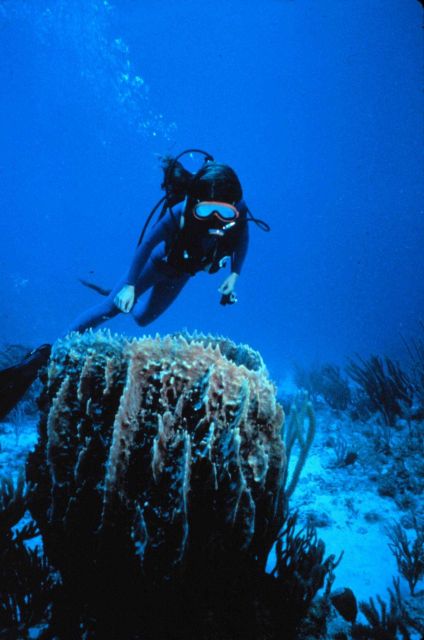 Diver with a full face mask and underwater radio observes large vase sponge. Picture