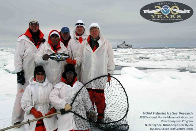 Alaska Fisheries Science Center's National Marine Mammal Laboratory conducted research on four species of arctic ice breeding seals in the NE Bering S Picture
