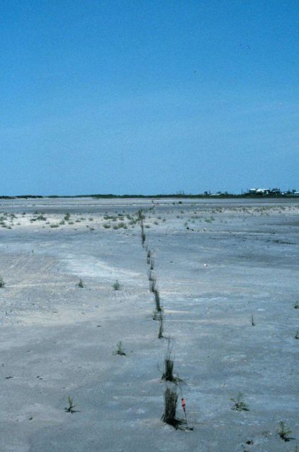 The test planting of Spartina at the East Timbalier marsh platform. Picture