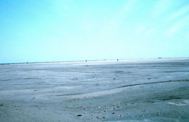 A view of a wide expanse of newly created marsh platform. Picture