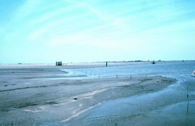 The newly created marsh platform on the east end, or Bayside, of the East Timbalier Island. Picture