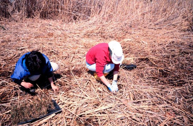 NOAA volunteers plant smooth cordgrass, Spartina alterniflora Picture