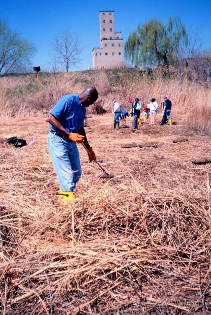 Livingston Marshall of Morgan State University removes Phragmites australis, a non-native invasive species. Picture