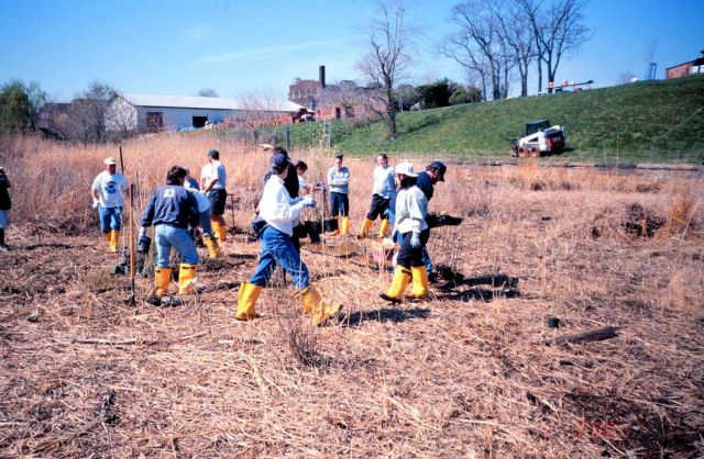 NOAA volunteers and Morgan State University students plant smooth cordgrass, Spartina alterniflora, at the Ft Picture