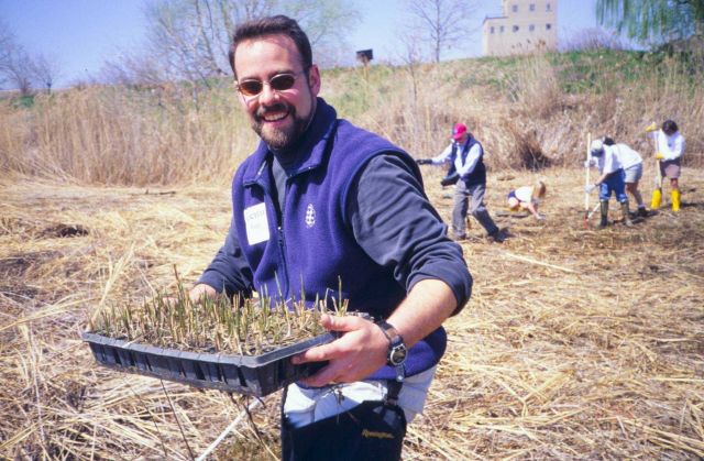 Glenn Page carries a tray of S.alterniflora seedlings to the planting site. Picture