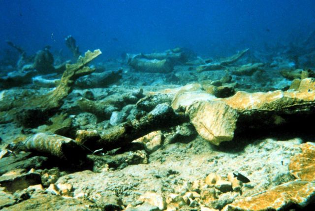 The reef surrounding Mona Island contains old growth stands of Elkhorn coral, Acropora palmatta Picture